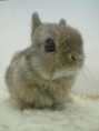 /album/dieren/baby-dinges-jpg/